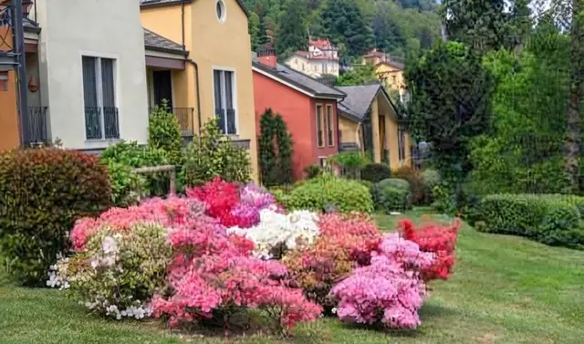 Azalee in fiore