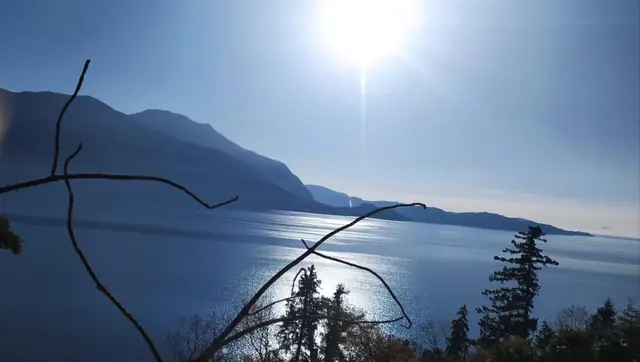 Sole tra i rami